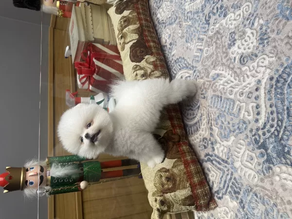 Tedy  Face Pomeranian Boo Pupy