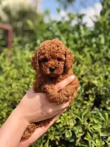 Orjinal Toy Poodle Yavrularımız