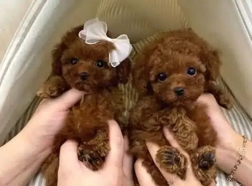 Orjinal Poodle Yavrularımız