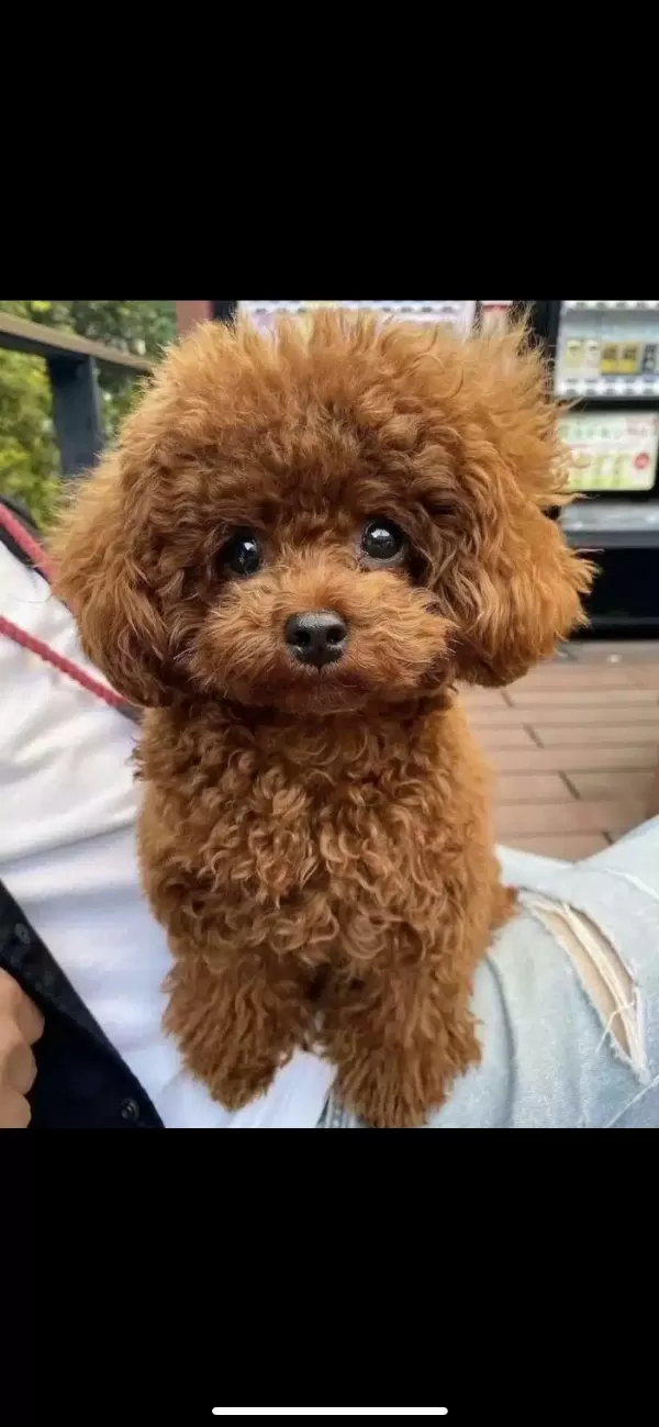 Orjinal Toy Poodle Yavrularımız