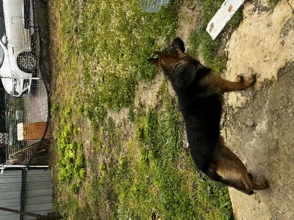 2 Aylık Alman Kurdu Yavrusu 2. De Erkek Köpek Fazla Olduğu Için Ilgilenemiyorum