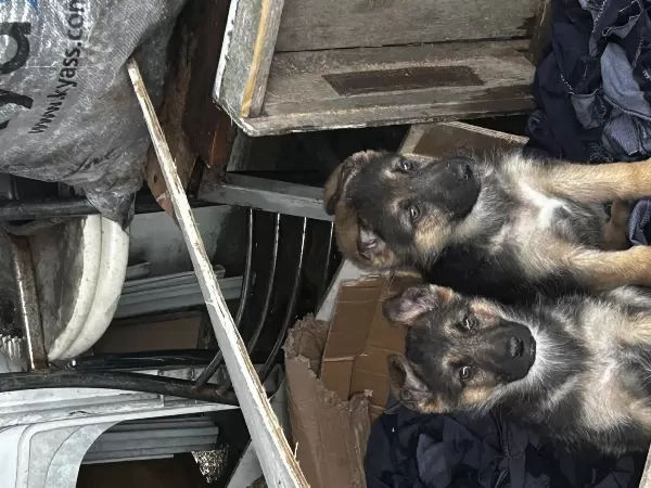 2 Aylık Alman Kurdu Yavrusu 2. De Erkek Köpek Fazla Olduğu Için Ilgilenemiyorum