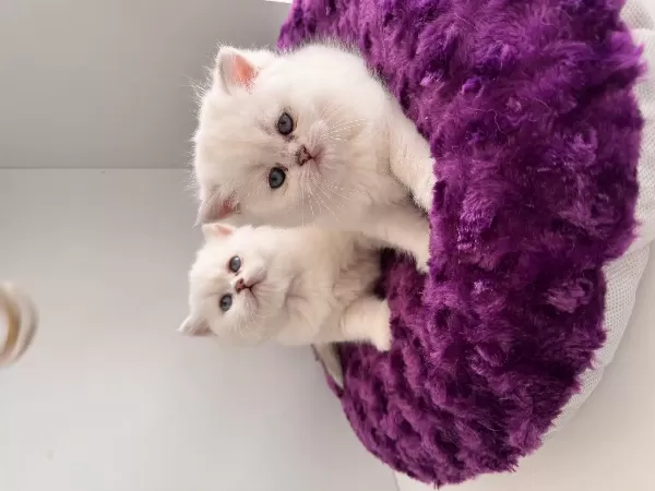 Show Kalite British Shorthair Yavrularım