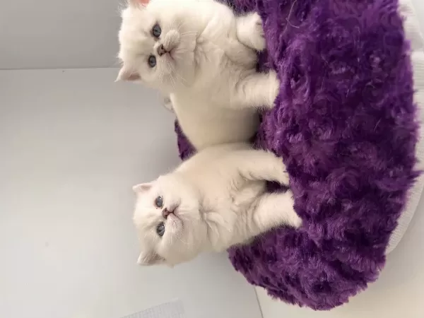 Show Kalite British Shorthair Yavrularım