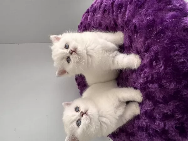 Show Kalite British Shorthair Yavrularım