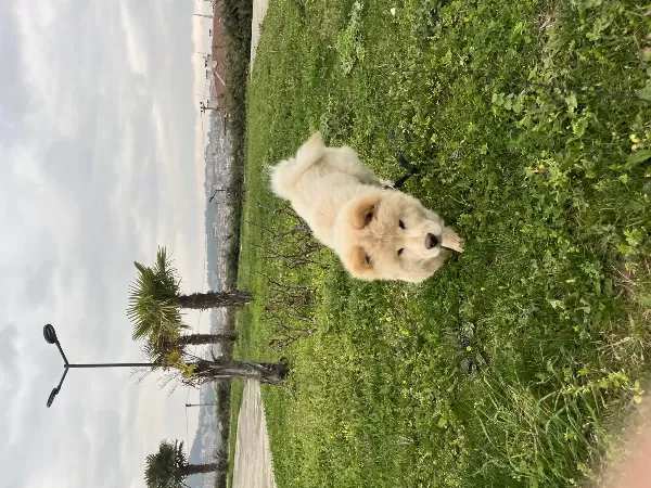 Çav Çav (Çin Aslanı)