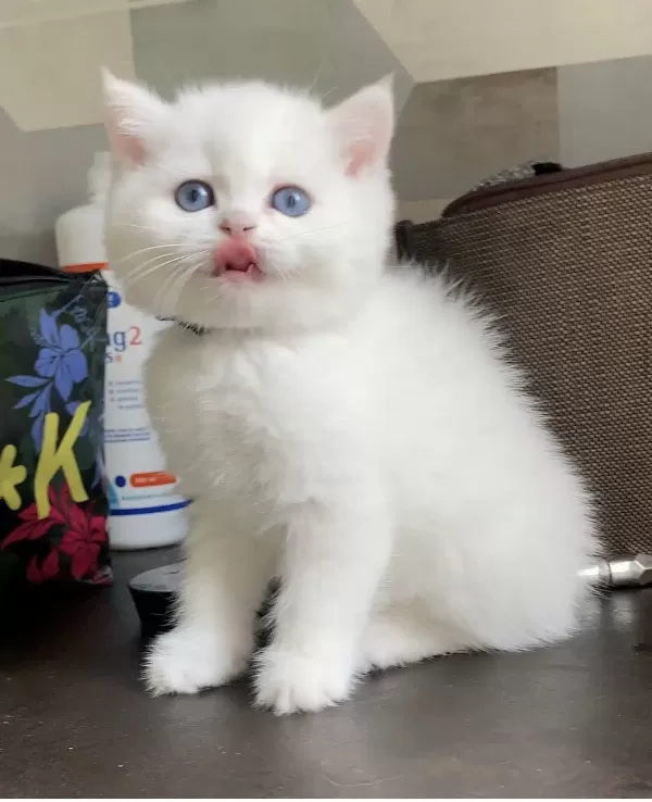 Show Güzellikte British Shorthairlar
