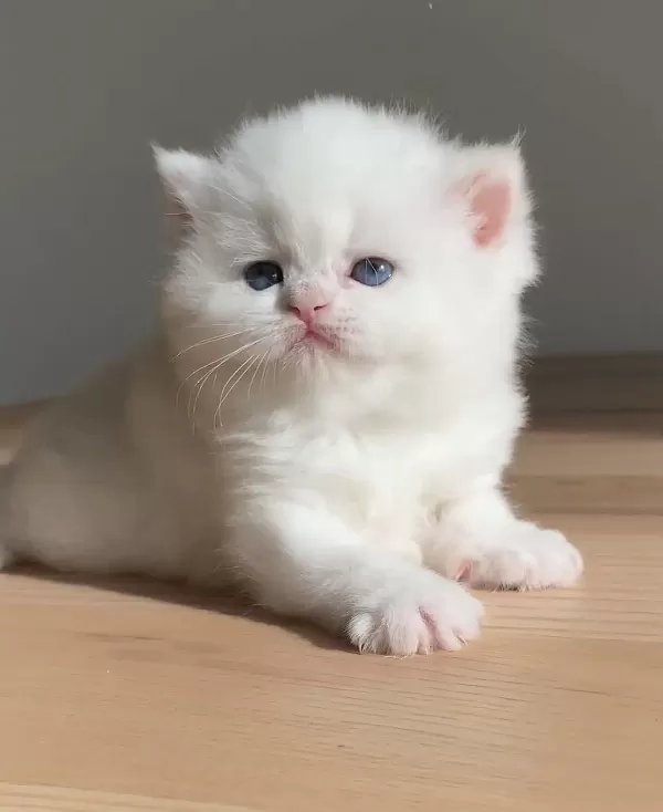 Show Güzellikte British Shorthairlar