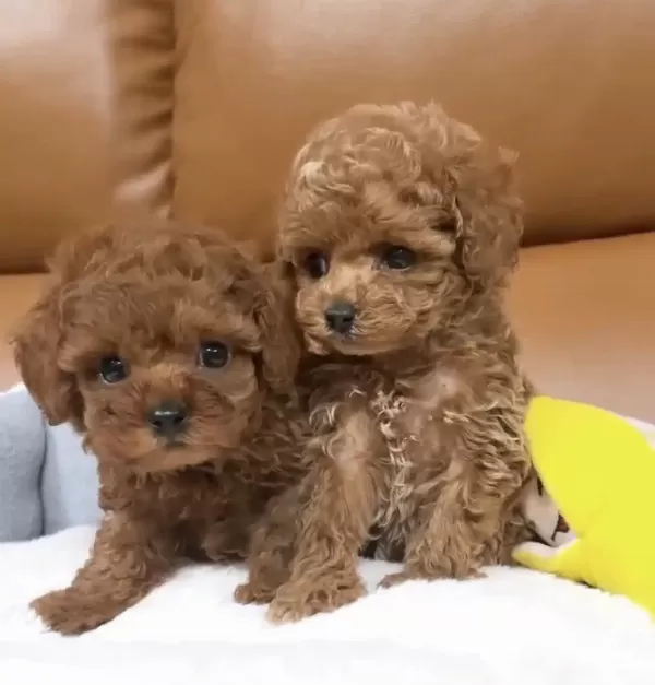 Show Güzellkte Muazzam Tüy Kalitesinde Toy Poodle