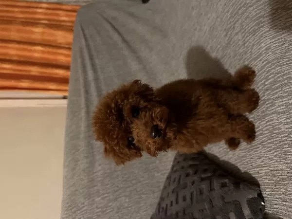 Sağlıklı Tuvalet Eğitimli Toy Poodle