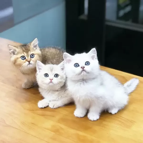 British Shorthair Yavruları