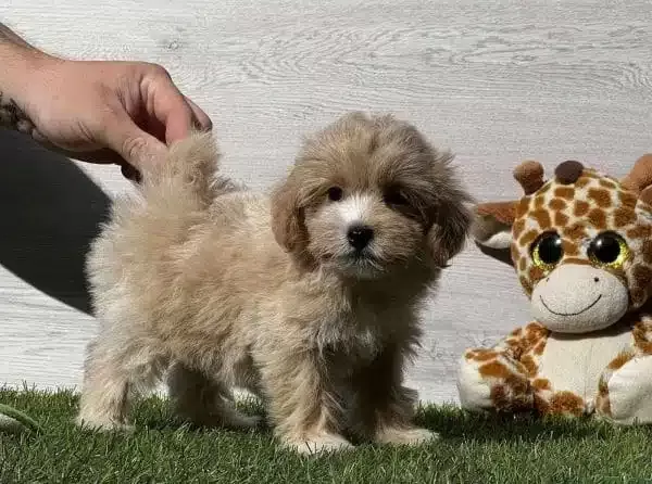 Dünya Tatlısı Maltipoo Yavruları