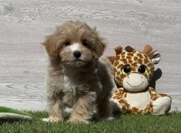 Dünya Tatlısı Maltipoo Yavruları