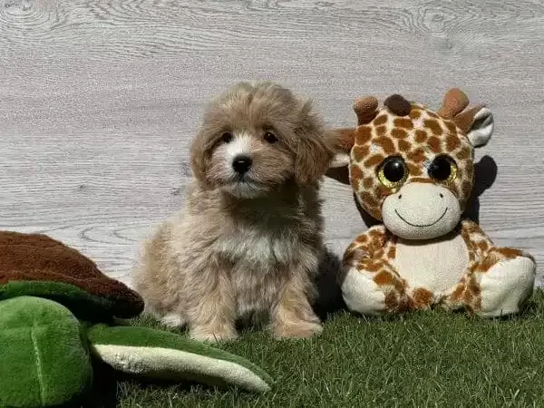 Dünya Tatlısı Maltipoo Yavruları