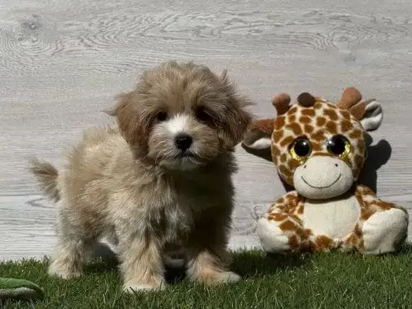 Dünya Tatlısı Maltipoo Yavruları