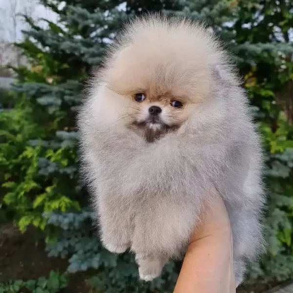 Ayı Surat Pomeranian Yavruları
