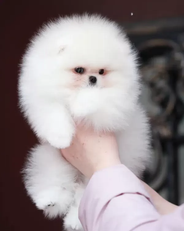 Teddy Bear Pomeranian Yavruları