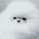 Teddy Bear Pomeranian Yavruları