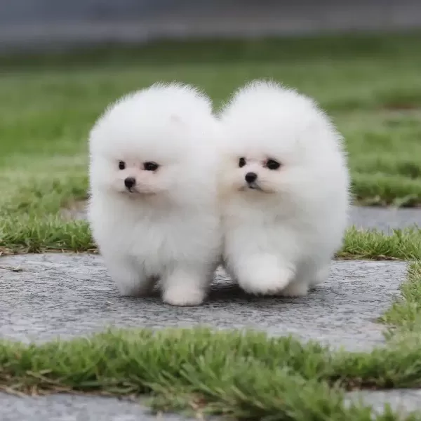 Ayı Surat Pomeranian Yavruları