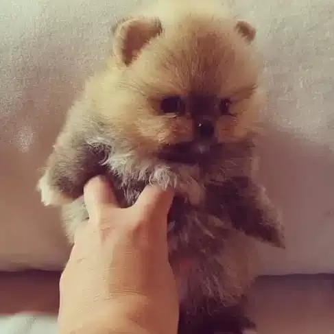 Ayı Surat Pomeranian Yavruları