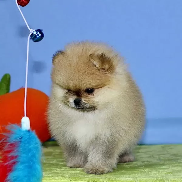 Ayı Surat Pomeranian Yavruları