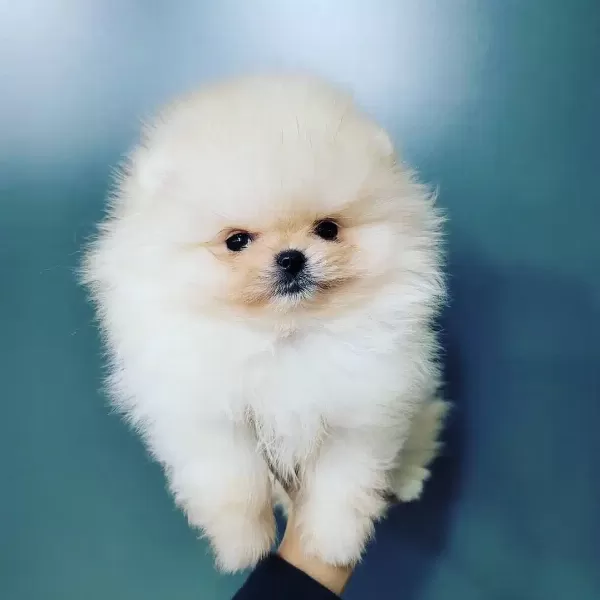 Ayı Surat Pomeranian Yavruları