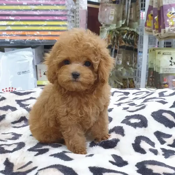 Toy Poodle Yavruları