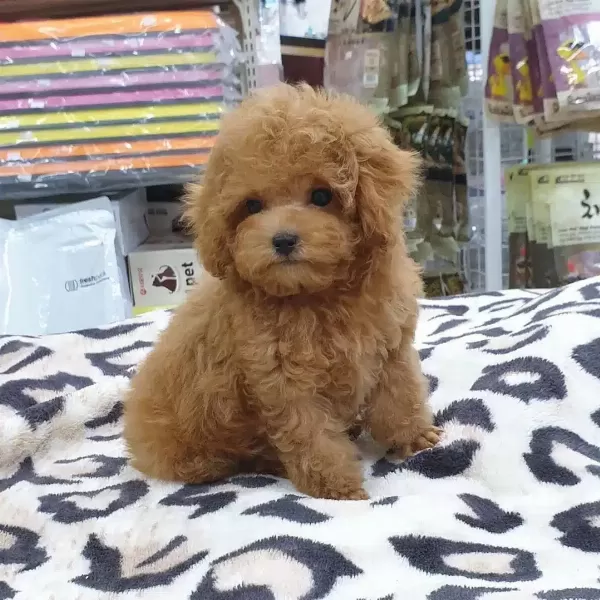 Toy Poodle Yavruları