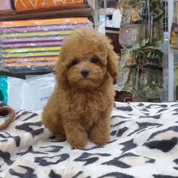 Toy Poodle Yavruları
