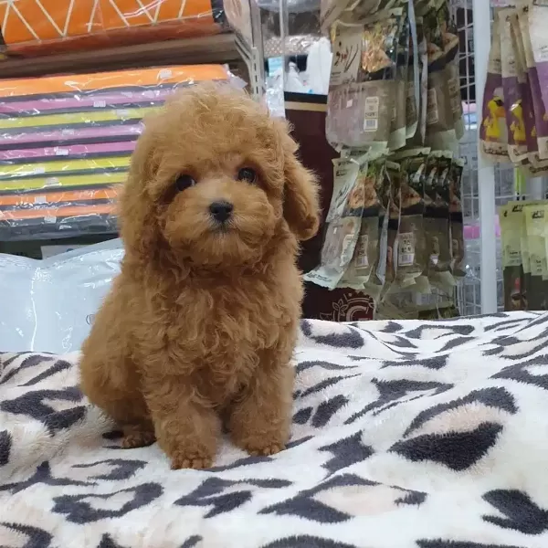 Toy Poodle Yavruları