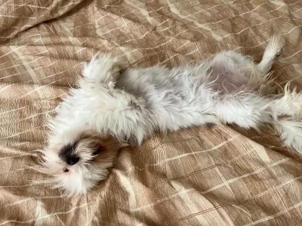 6 Aylık Safkan Dişi Shih-Tzu (Şitsu) Yuvasını Arıyor