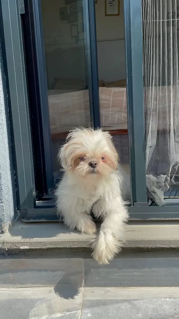 Dişi Safkan Shih Tzu