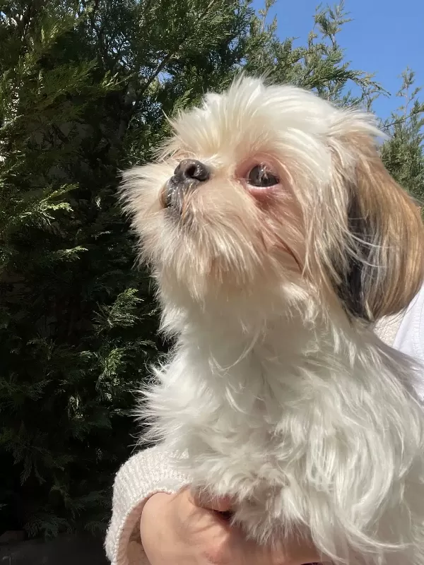 Dişi Safkan Shih Tzu
