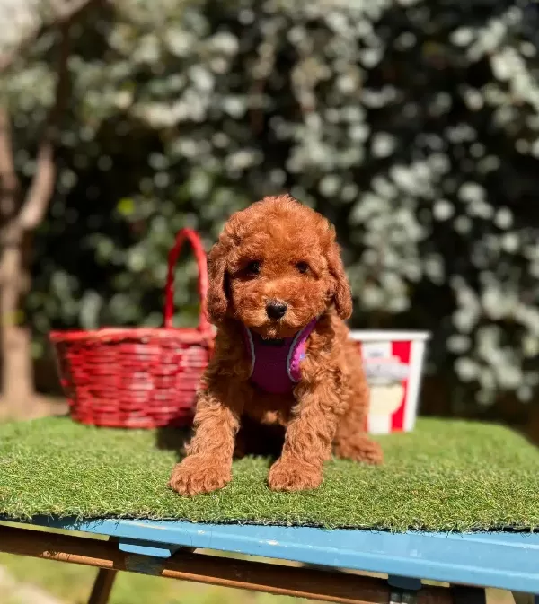 %100 Safkan Teacup Poodle