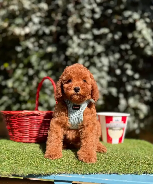 Super Star Toy Poodle
