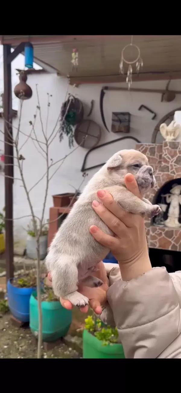 Safkan Egzotik French Bulldog Yavrularım Rezervede