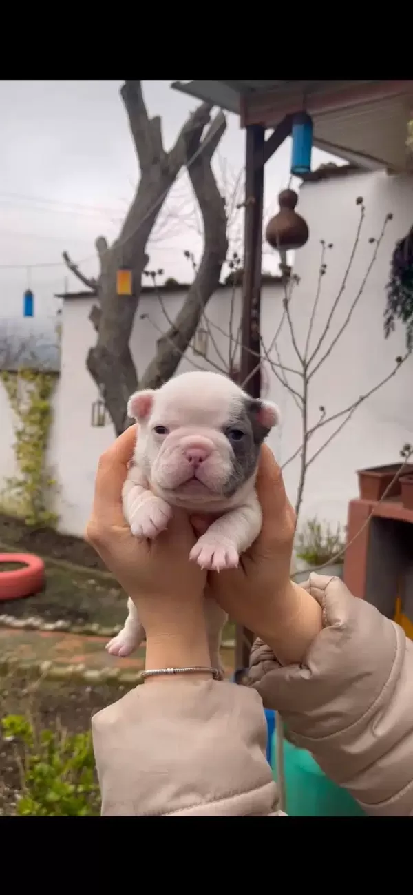 Safkan Egzotik French Bulldog Yavrularım Rezervede