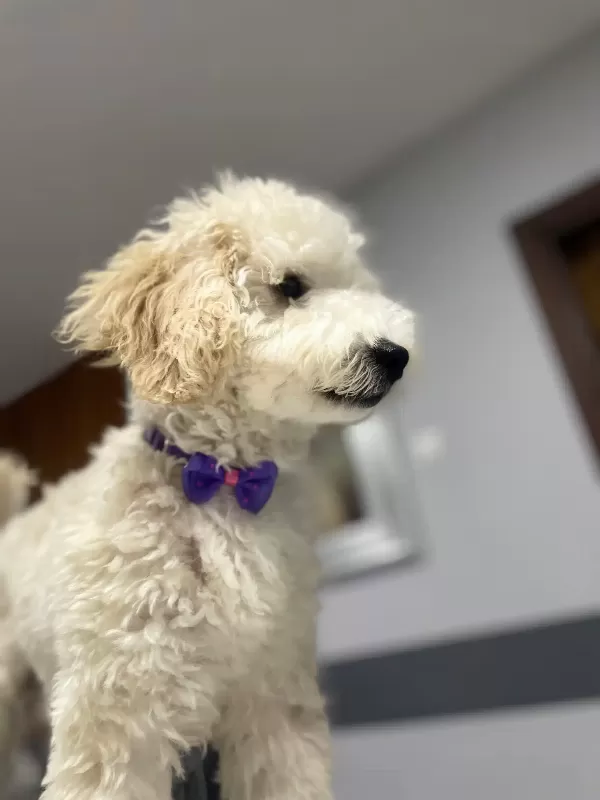 Minyatür Poodle (Lokum)