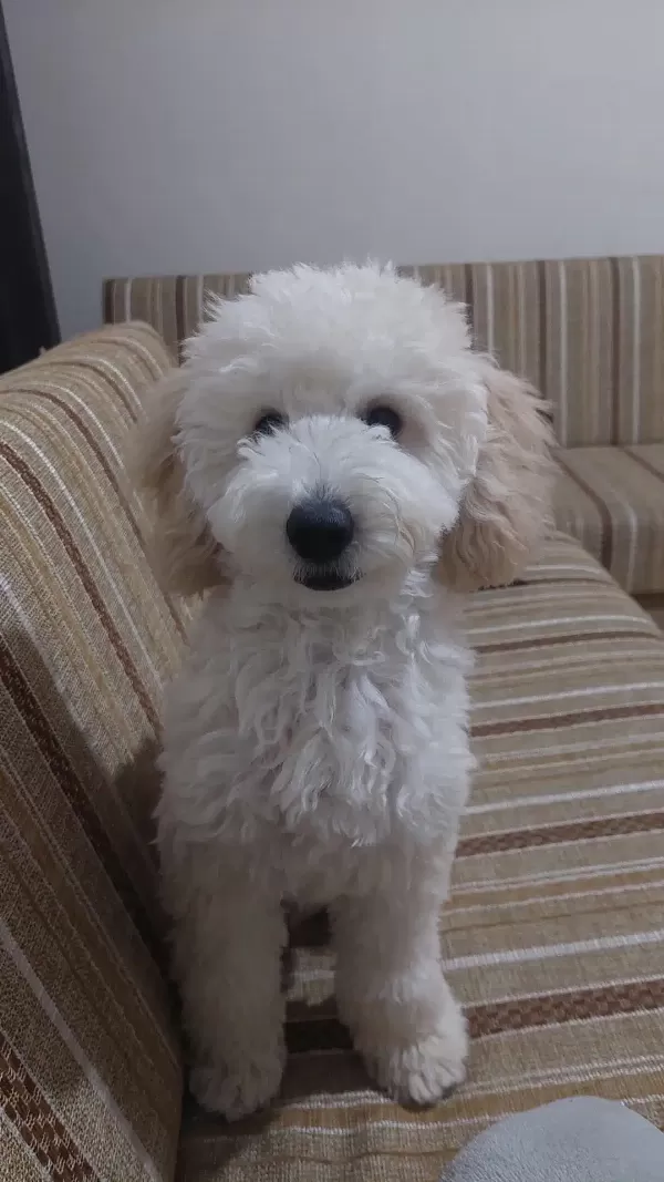 Minyatür Poodle (Lokum)