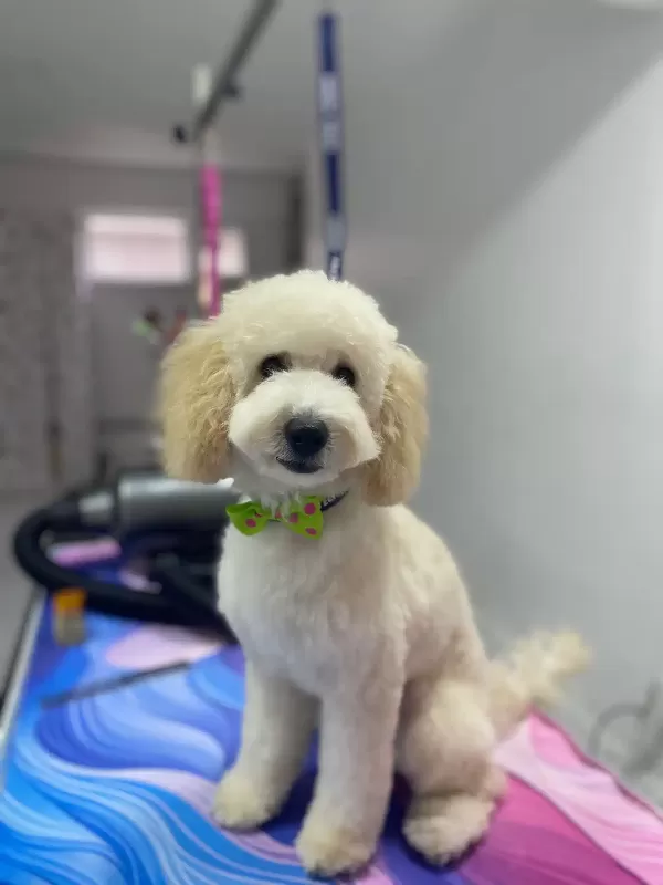 Minyatür Poodle (Lokum)