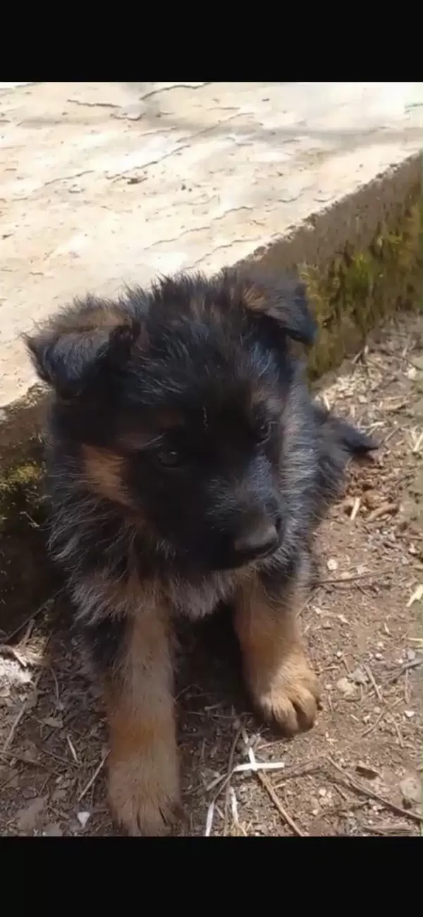 Düşükbel Has Alman Kurdu Yavruları