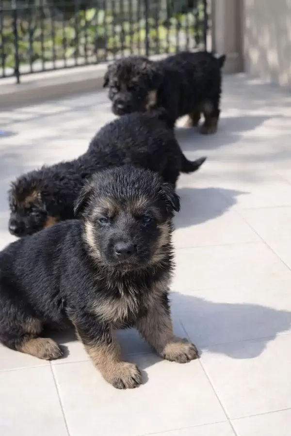 Düşükbel Has Alman Kurdu Yavruları