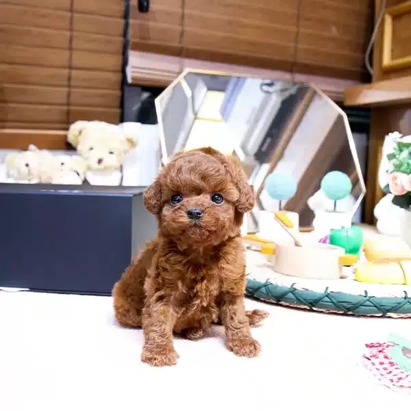 Sitenin Gozdesi Toy Poodle Bebeklerimiz