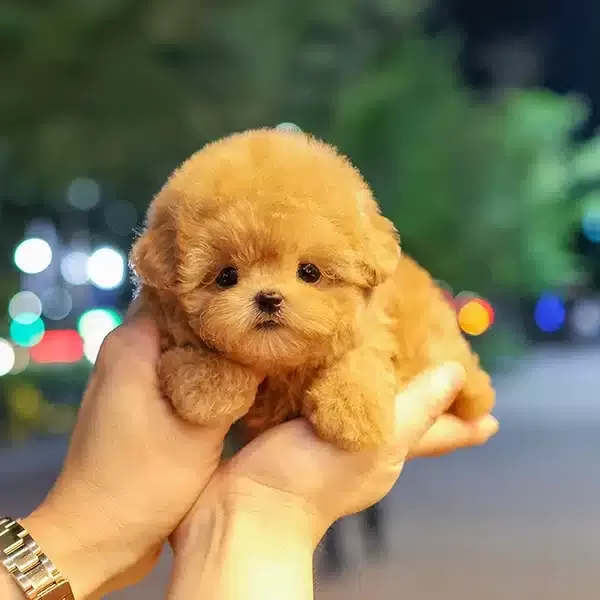 Cok Alilli Sevecen Kalpli Kore Toy Poodle Bebişlerimiz