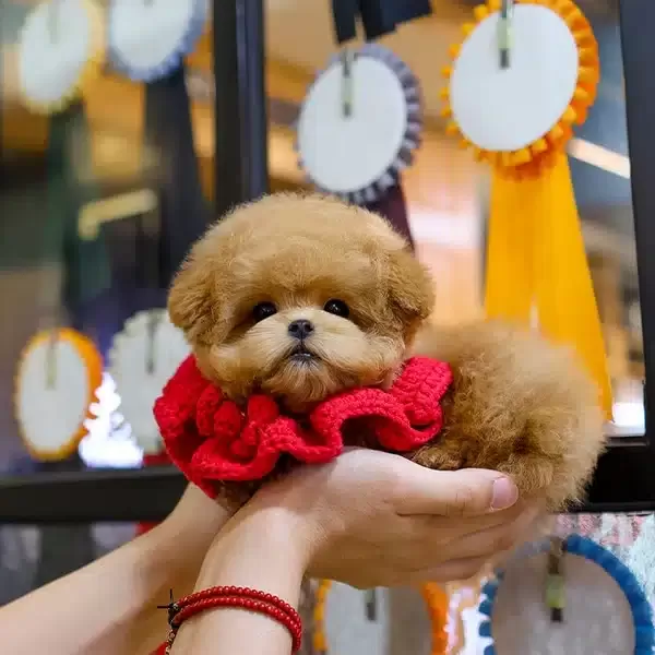 Ozel Ve Tatli Poncik Toy Poodle Yavrularım