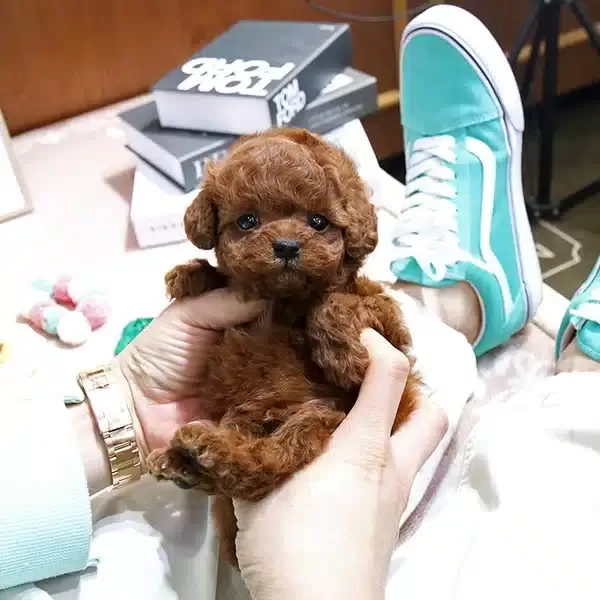 Sitenin Gozdesi Toy Poodle Bebeklerimiz