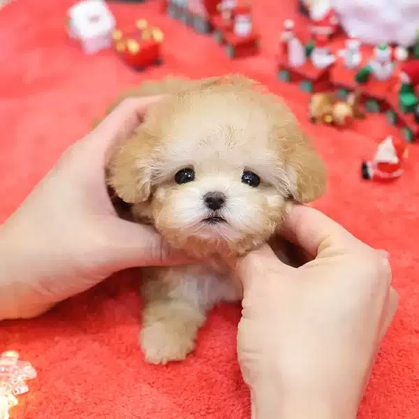 Super Star Kore Toy Poodle Bebişlerimiz