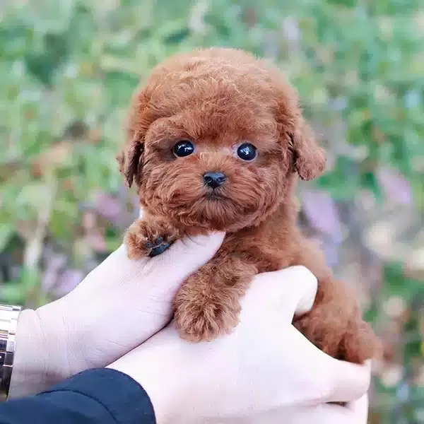 Seker Kivaminda Toy Poodle Yavrularım