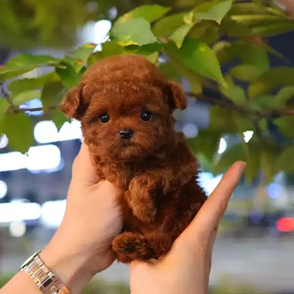 Ayı Surat Kore Toy Poodle Yavrularım