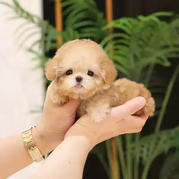 Super Star Kore Toy Poodle Bebişlerimiz